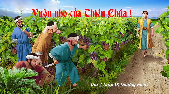 Vườn nho của Thiên Chúa !