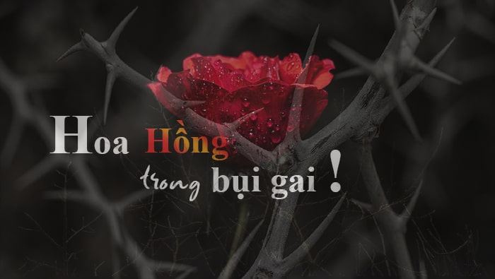 Hoa Hồng trong bụi gai - Phần V